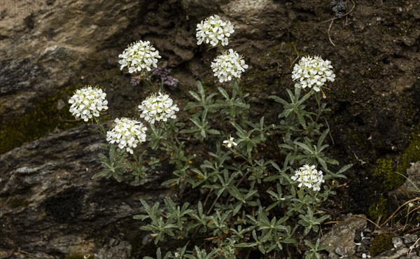 Shrubby Alison (Hormathophylla halimifolia) on limestone cliff