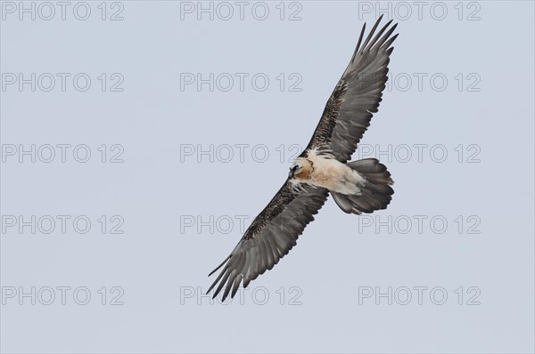 Bearded Vulture