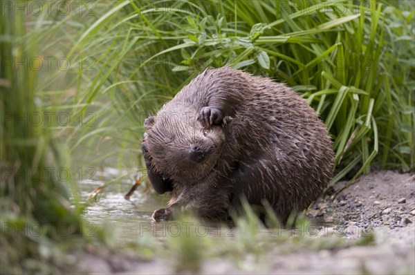 European Beaver (Castor fiber) grooming its fur