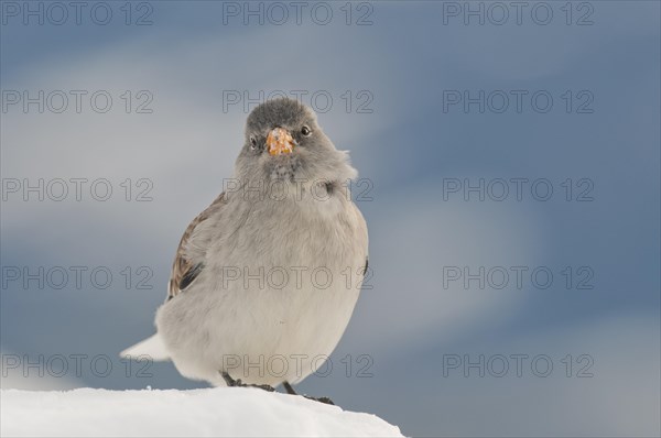 Snowfinch (Montifringilla nivalis) in winter