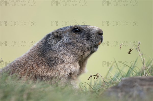 Alpine Marmot (Marmota marmota)