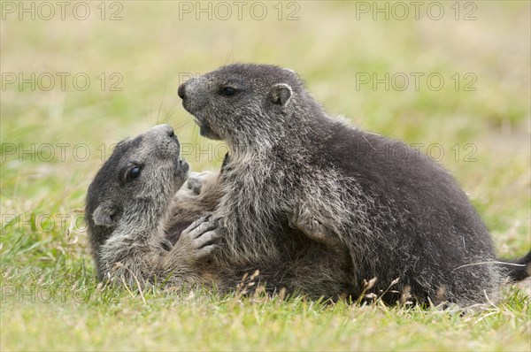 Alpine Marmots (Marmota marmota)