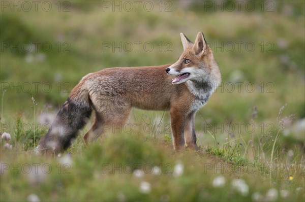 Red Fox (Vulpes vulpes) standing on an alpine meadow with turned head