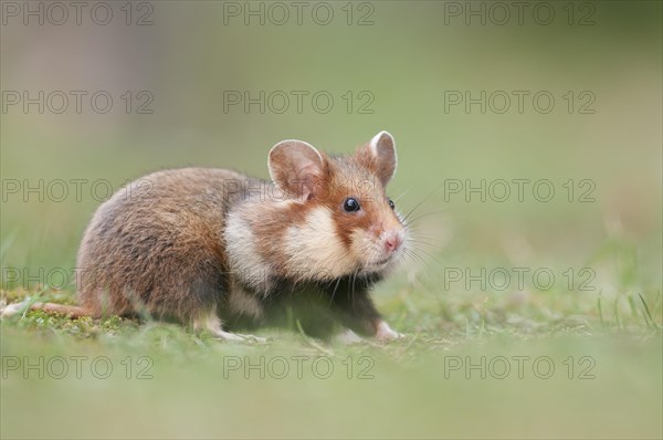 European Hamster (Cricetus cricetus)