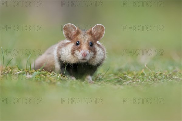 European Hamster (Cricetus cricetus)