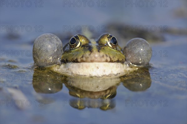 Pond Frog or Edible Frog (Rana esculenta)