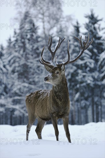 Red Deer (Cervus elaphus)