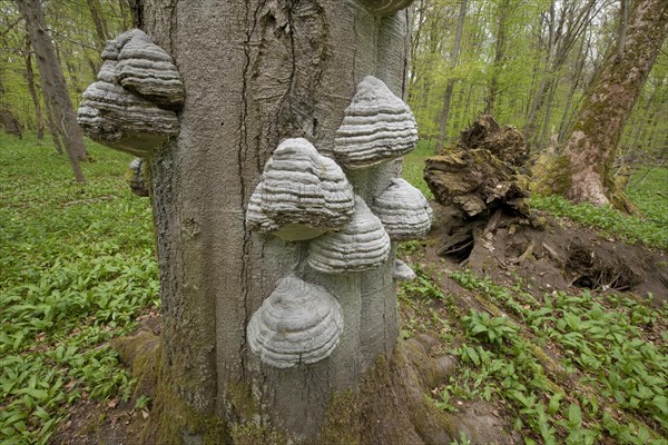 Tinder Fungus (Fomes fomentarius)