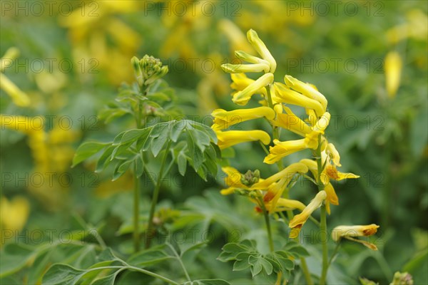 Yellow Corydalis (Corydalis lutea