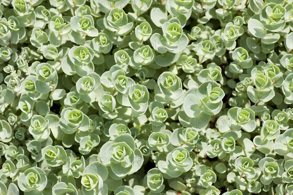 Pink Mongolian Stonecrop (Sedum ewersii)