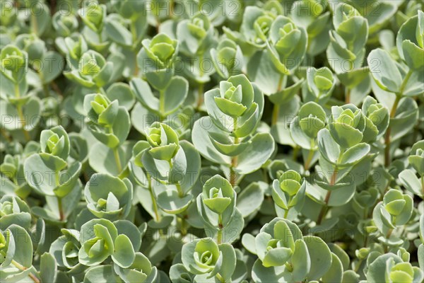 Pink Mongolian Stonecrop (Sedum ewersii)