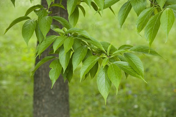 Hardy Rubber Tree (Eucommia ulmoides)