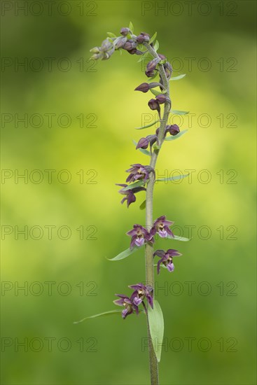 Dark Red Helleborine or Royal Helleborine (Epipactis atrorubens)