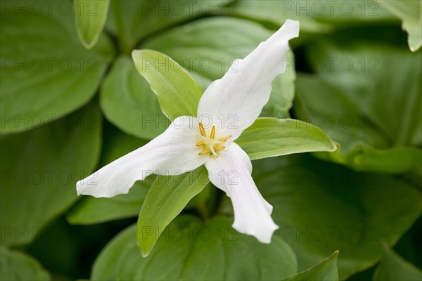 White Trillium (Trillium ovatum)