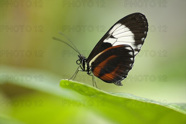 Cydno Longwing Butterfly (Heliconius cydno) sitting on a leaf