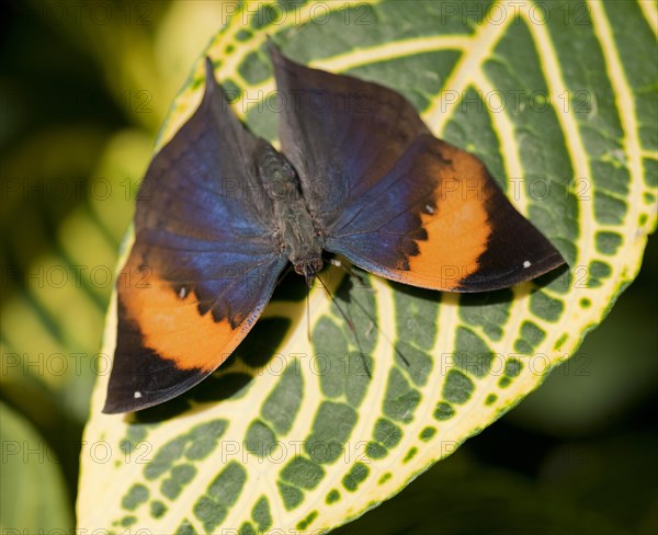 Indian Leafwing (Kallima paralekta)