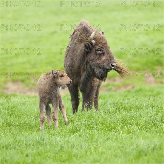 European Bison or Wisent (Bison bonasus)