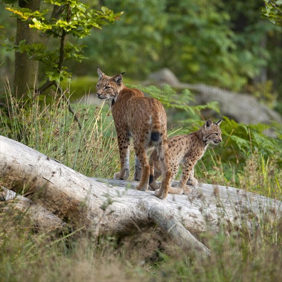 Eurasian Lynx (Lynx lynx)