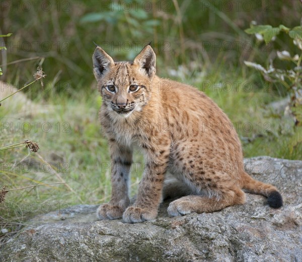 Eurasian Lynx (Lynx lynx)