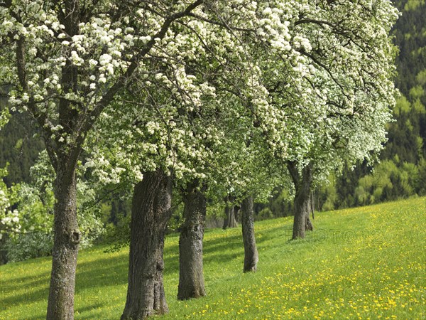 Flowering fruit trees