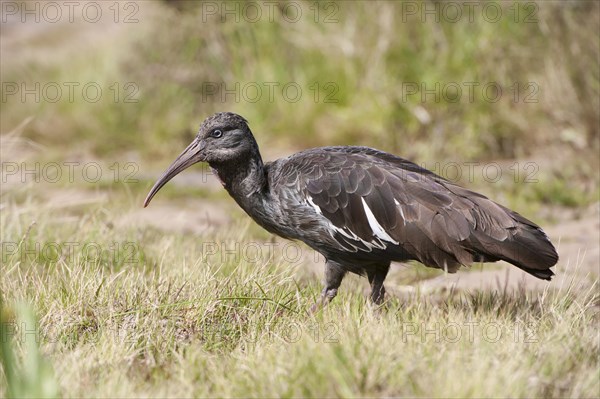 Wattled Ibis (Bostrychia carunculata)