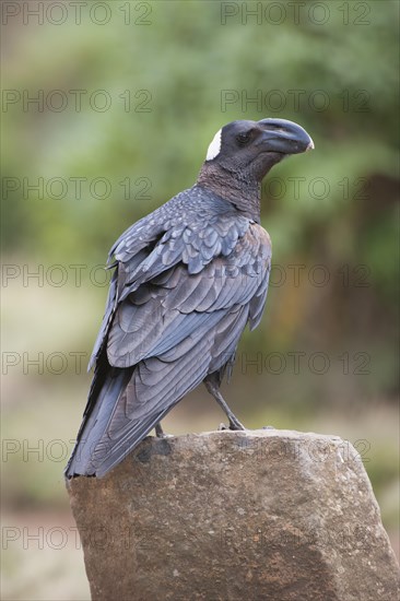 Thick-billed Raven (Corvus crassirostris)