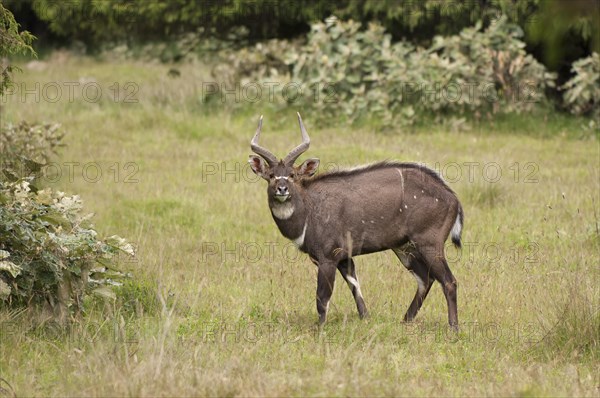 Mountain Nyala (Tragelaphus buxtoni)