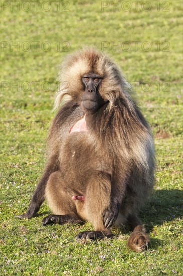 Gelada Baboon (Theropithecus gelada)