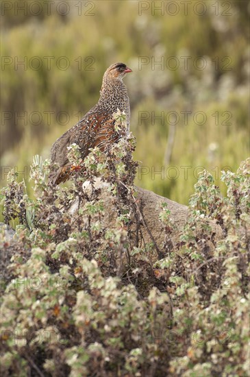 Erckels Francolin (Francolinus erckelii)