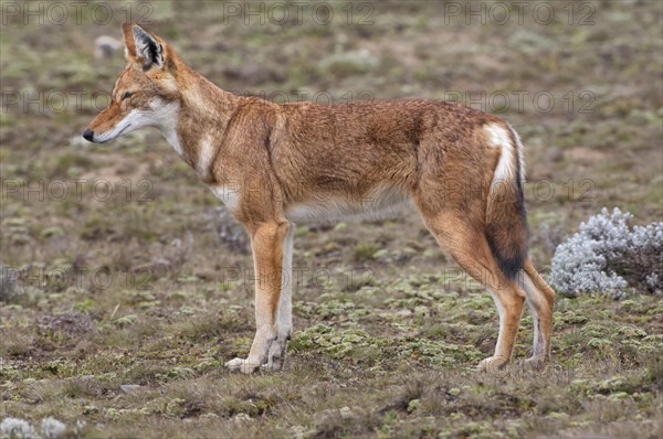 Ethiopian Wolf (Canis simensis)