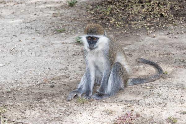 Vervet Monkey (Cercopithecus aethiops)