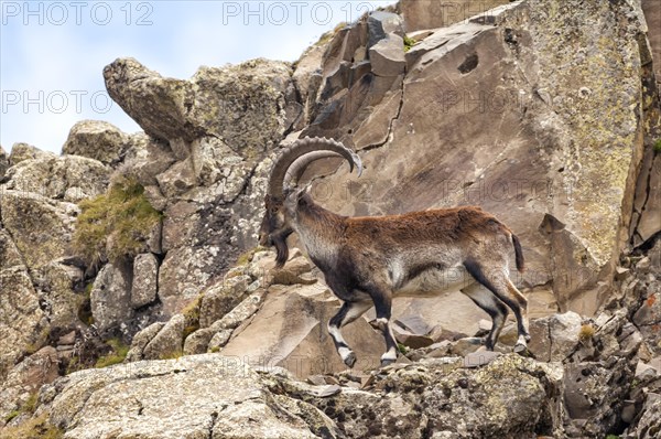 Walia Ibex (Capra walie)