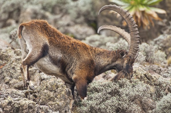 Walia Ibex (Capra walie)