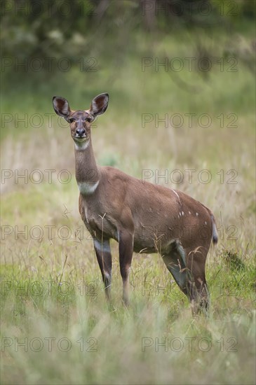 Mountain Nyala or Balbok (Tragelaphus buxtoni)