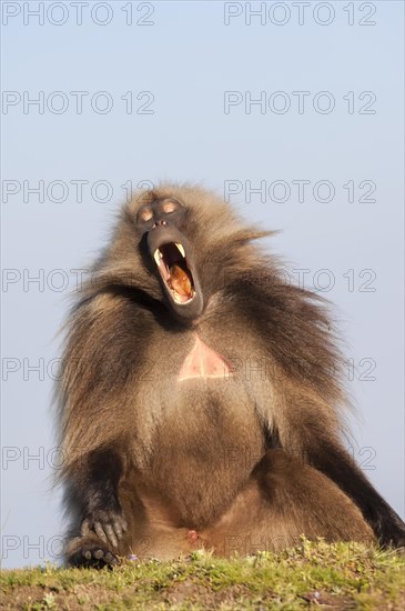 Gelada baboon (Theropithecus gelada) displaying its teeth