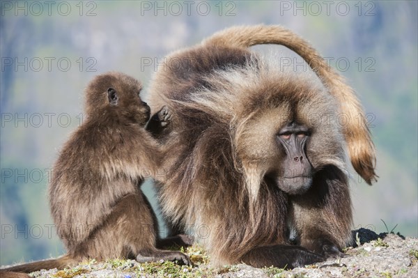 Gelada baboons (Theropithecus gelada) grooming each other