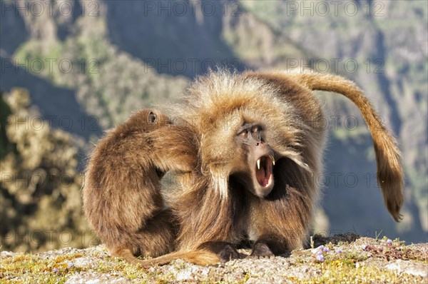 Gelada baboons (Theropithecus gelada) grooming each other