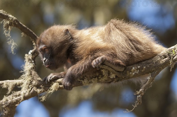 Gelada baboon (Theropithecus gelada)