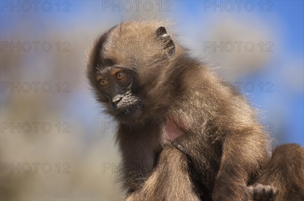 Gelada baboon (Theropithecus gelada)