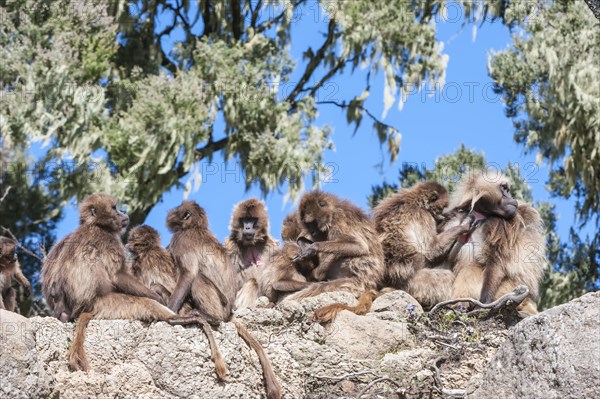 Group of Gelada baboons (Theropithecus gelada) on a rock