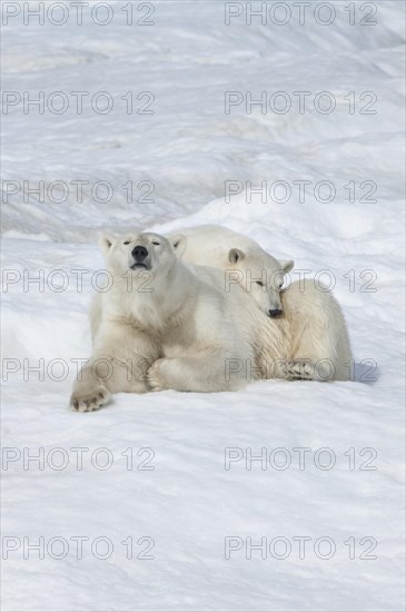 Polar Bears (Ursus maritimus)