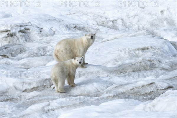 Polar Bears (Ursus maritimus)