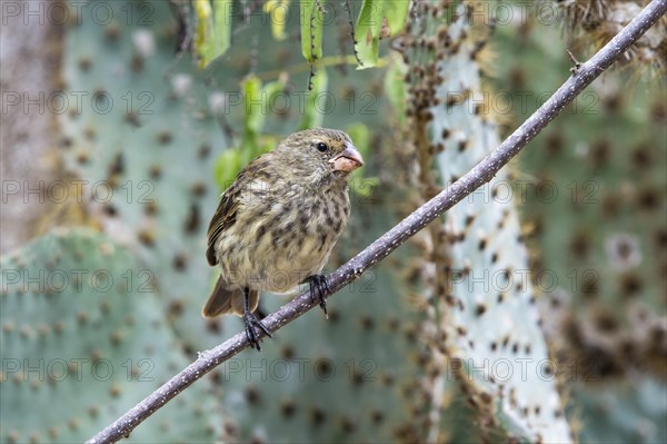 Medium Tree Finch (Camarhynchus pauper)