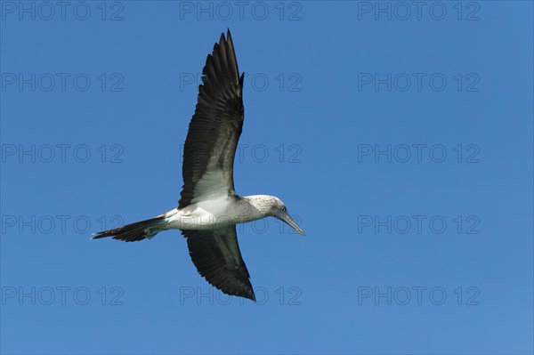 Galapagos Blue-footed Booby (Sula nebouxii excisa)