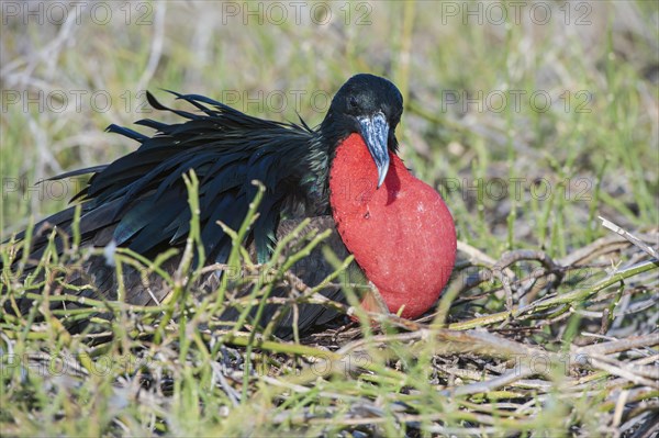 Magnificent Frigate Bird (Fregata magnificens)