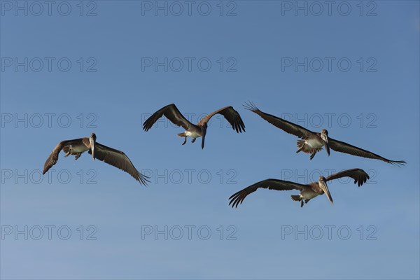 Galapagos Brown Pelicans (Pelecanus occidentalis urinator) in flight