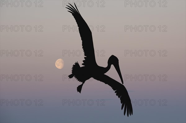 Galapagos Brown Pelican (Pelecanus occidentalis urinator) in flight at dusk