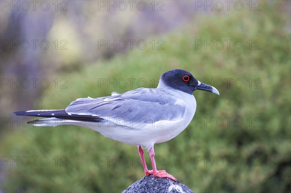 Swallow-tailed Gull (Larus furcatus syn Creagrus furcatus)