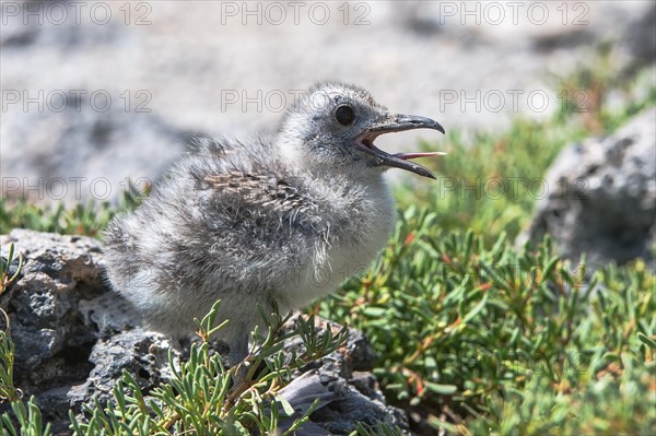 Swallow-tailed Gull (Larus furcatus syn Creagrus furcatus)