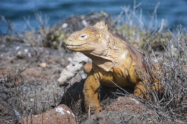 Galapagos Land Iguana (Conolophus subcristatus)